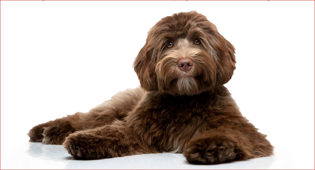 Australian Cobberdog Society