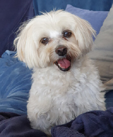 Harry Connick Jnr, Maltese X Shih Tzu, AKA Handsome Harry