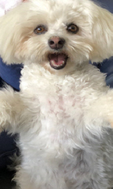 Mimi the Muppet, Maltese X Pom