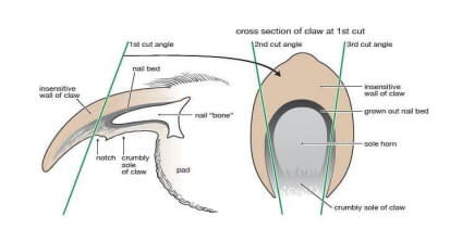 toenail clipping diagrams